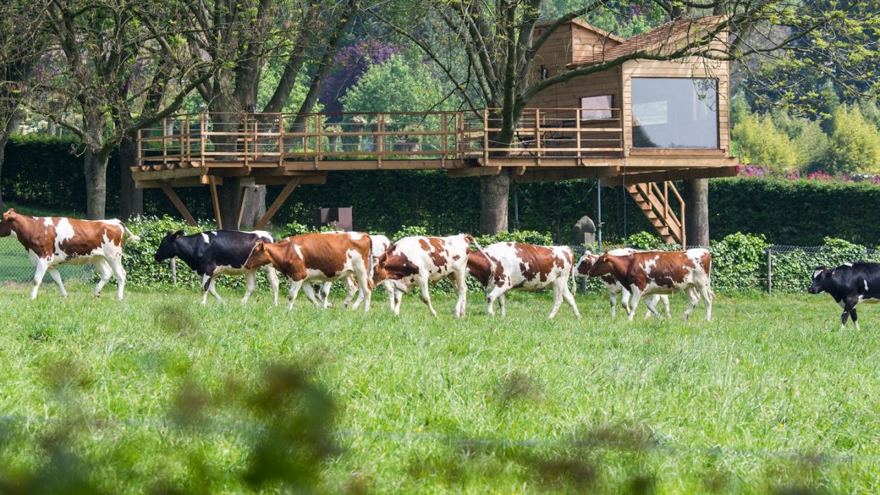 boomhut met koeien in een wei
